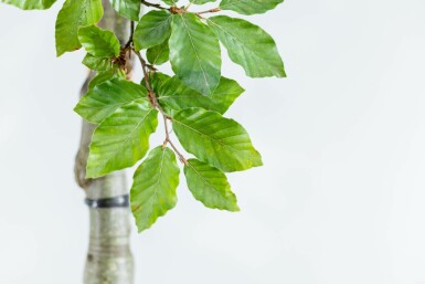 Fagus sylvatica hochstamm 6/8