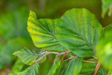 Fagus sylvatica hochstamm 6/8