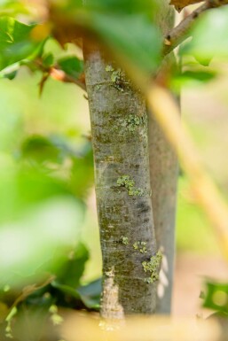 Fagus sylvatica hochstamm 6/8