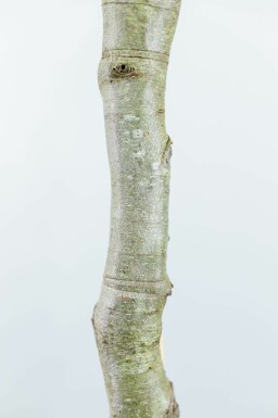 Fagus sylvatica hochstamm 6/8