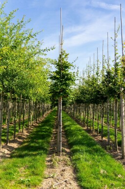 Fagus sylvatica hochstamm 6/8