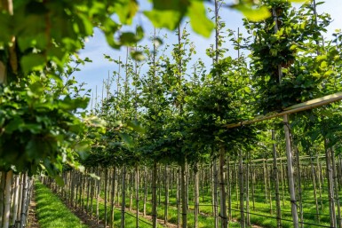 Fagus sylvatica hochstamm 6/8