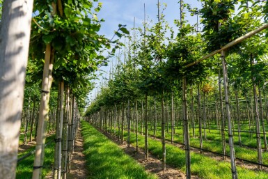 Fagus sylvatica hochstamm 6/8