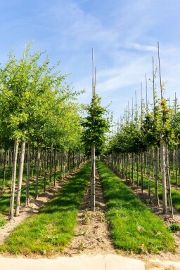 Fagus sylvatica hochstamm 6/8