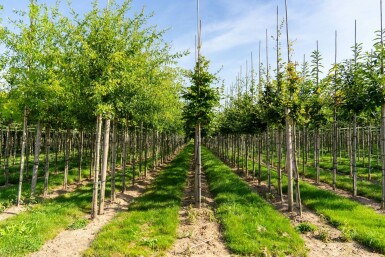 Fagus sylvatica hochstamm 6/8