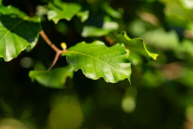 Fagus sylvatica hochstamm 6/8