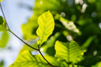 Fagus sylvatica hochstamm 6/8