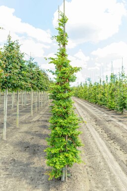 Fagus sylvatica stammbusch