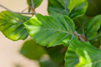 Fagus sylvatica stammbusch 12/14