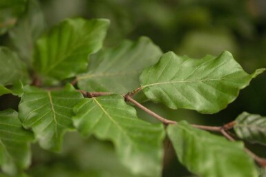 Fagus sylvatica stammbusch 12/14