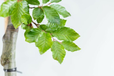 Fagus sylvatica mehrstämmig