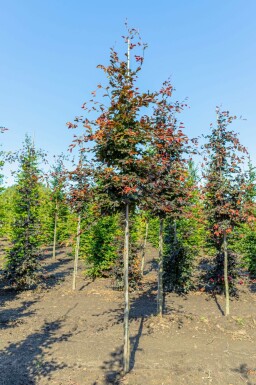 Fagus sylvatica 'Atropunicea'