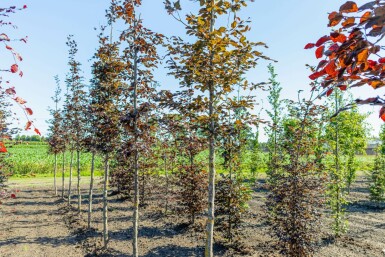 Fagus sylvatica 'Atropunicea' hochstamm 10/12