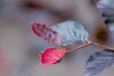 Fagus sylvatica 'Atropunicea' hochstamm 10/12