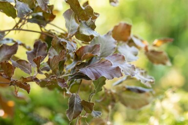 Fagus sylvatica 'Atropunicea' hochstamm 10/12