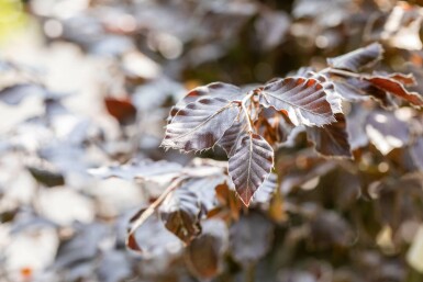 Fagus sylvatica 'Atropunicea' hochstamm 10/12