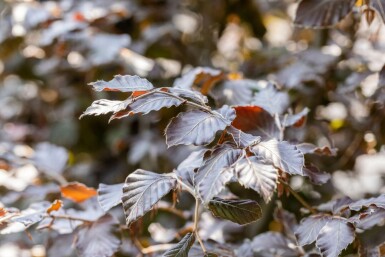 Fagus sylvatica 'Atropunicea' hochstamm 10/12