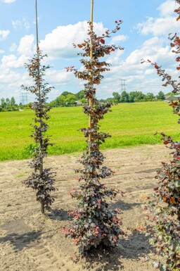 Fagus sylvatica 'Atropunicea' stammbusch