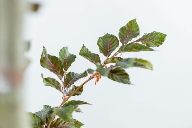 Fagus sylvatica 'Atropunicea' stammbusch 12/14