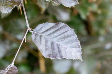 Fagus sylvatica 'Atropunicea' stammbusch 12/14