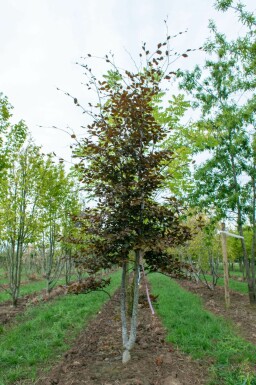 Fagus sylvatica 'Atropunicea' mehrstämmig