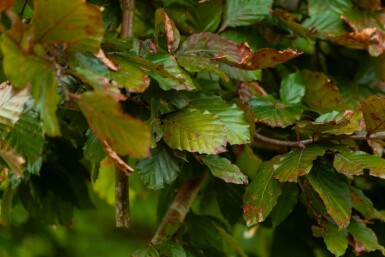 Fagus sylvatica 'Atropunicea' mehrstämmig