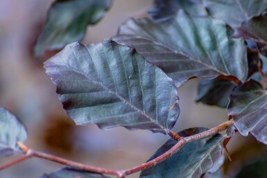 Fagus sylvatica 'Atropunicea' mehrstämmig 200-250