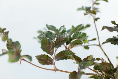 Fagus sylvatica 'Atropunicea' mehrstämmig 200-250