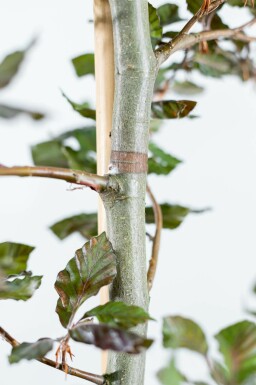 Fagus sylvatica 'Atropunicea' mehrstämmig 200-250