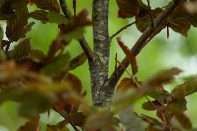 Fagus sylvatica 'Atropunicea' mehrstämmig 200-250