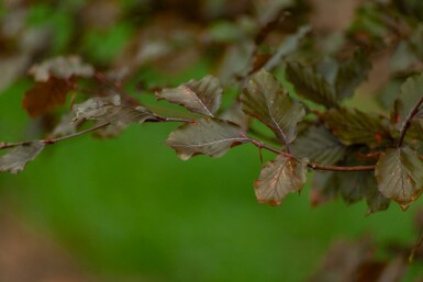 Fagus sylvatica 'Atropunicea' mehrstämmig 200-250