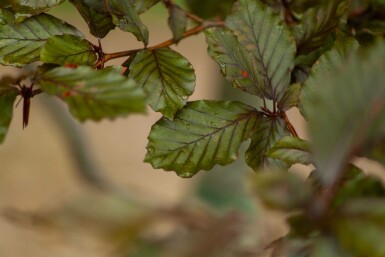 Fagus sylvatica 'Atropunicea' mehrstämmig 200-250