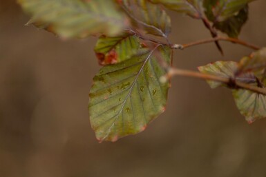 Fagus sylvatica 'Atropunicea' mehrstämmig 200-250