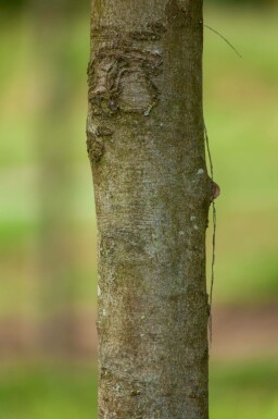 Fagus sylvatica 'Atropunicea' mehrstämmig 200-250