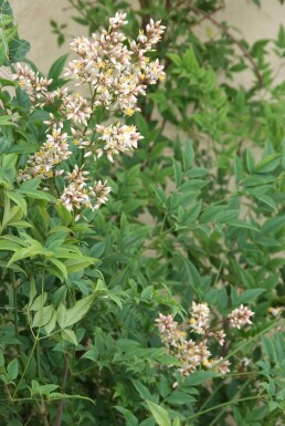 Nandina domestica