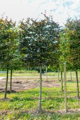 Fagus sylvatica 'Atropunicea' spalierbaum