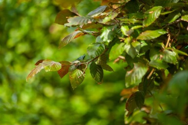 Fagus sylvatica 'Atropunicea' spalierbaum 12/14 150cm Stamm 150b x 120h