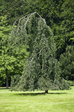 Fagus sylvatica 'Pendula'