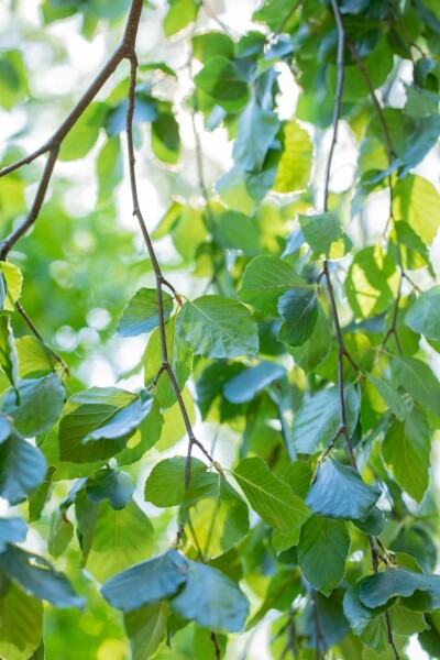 Fagus sylvatica 'Pendula'