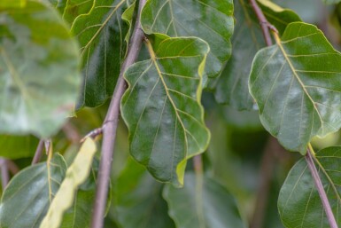 Fagus sylvatica 'Pendula' hochstamm