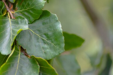 Fagus sylvatica 'Pendula' hochstamm