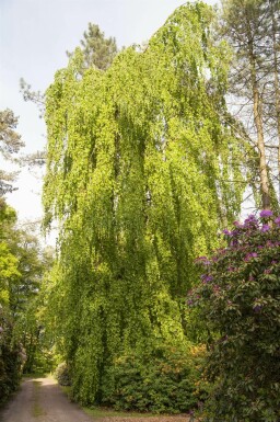 Fagus sylvatica 'Pendula' hochstamm 12/14