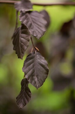 Fagus sylvatica 'Purple Fountain'