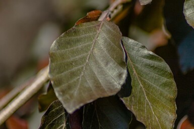 Fagus sylvatica 'Purple Fountain' hochstamm 12/14