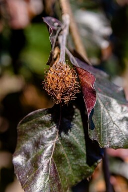 Fagus sylvatica 'Purpurea Pendula'