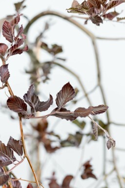 Fagus sylvatica 'Purpurea Pendula' hochstamm