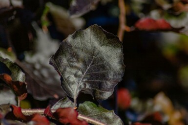 Fagus sylvatica 'Purpurea Pendula' hochstamm