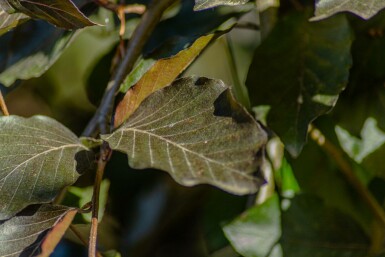 Fagus sylvatica 'Purpurea Pendula' hochstamm 10/12