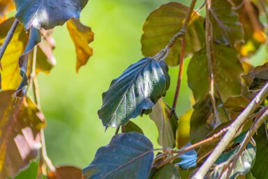 Fagus sylvatica 'Purpurea Pendula' hochstamm 10/12