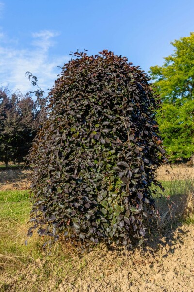 Fagus sylvatica 'Purpurea Pendula' trauerform 120cm Stamm